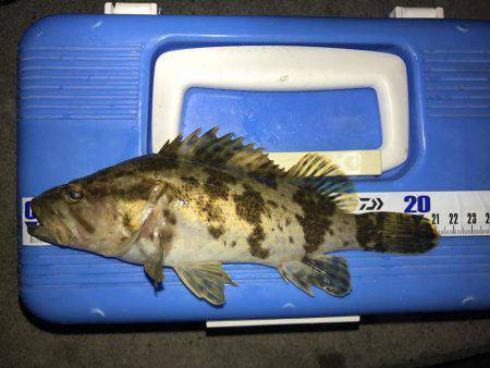 メバル狙うもタケノコ堀