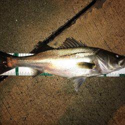 ナイトシーバス