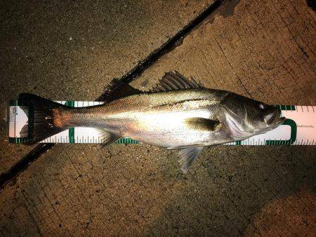 ナイトシーバス