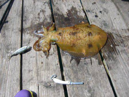 アオリイカ、デカイカ求めて筏編！