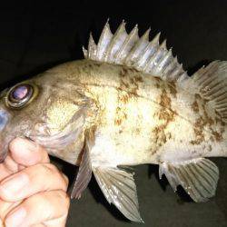 フロートリグでメバル。