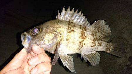 フロートリグでメバル。