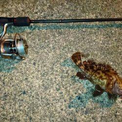 メバリングでタケノコ