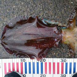 雨がやむのをまって朝まずめ狙いで！