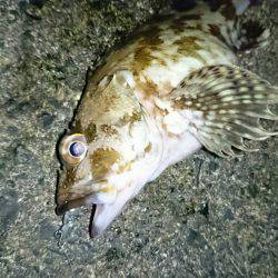 伊根宮津でメバリング