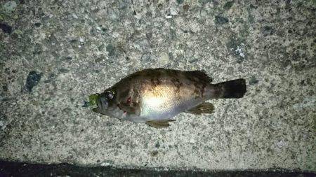 伊根～宮津ランガン