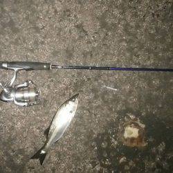 ナイトシーバス、デイマゴチ