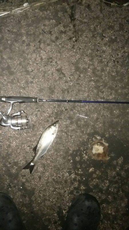 ナイトシーバス、デイマゴチ