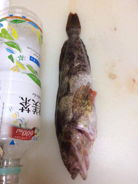 初めてのチヌ釣り