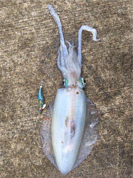 朝まずめ雨が降る前に