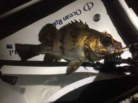 弱い流れの中、強めの流れを発見し・・・