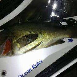 メバル春爆&メジロ!?