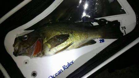 メバル春爆&メジロ!?