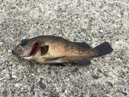 大阪南をランガン