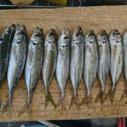 メバリング! アジング!