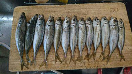 メバリング! アジング!