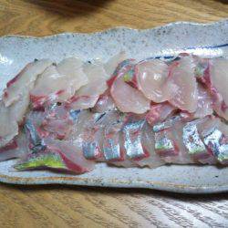 海上釣堀オーパ！シマアジ祭り