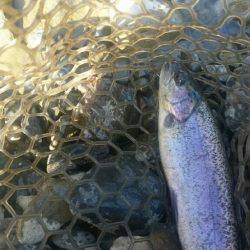 ルアーでニジマス釣り