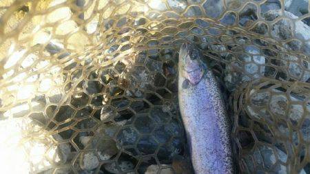 ルアーでニジマス釣り