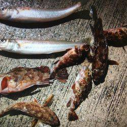 久々の神戸沖防波堤