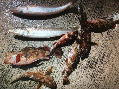 久々の神戸沖防波堤