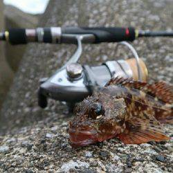 新井堤防テトラ穴釣り。