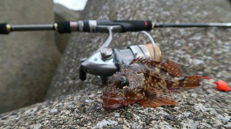 新井堤防テトラ穴釣り。