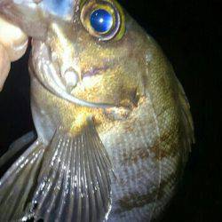 またまた濃霧メバリング