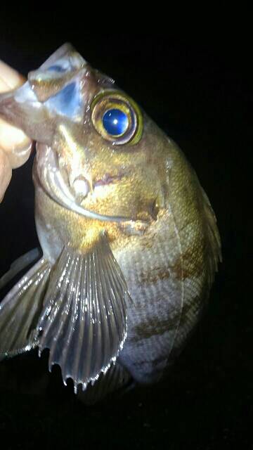 またまた濃霧メバリング