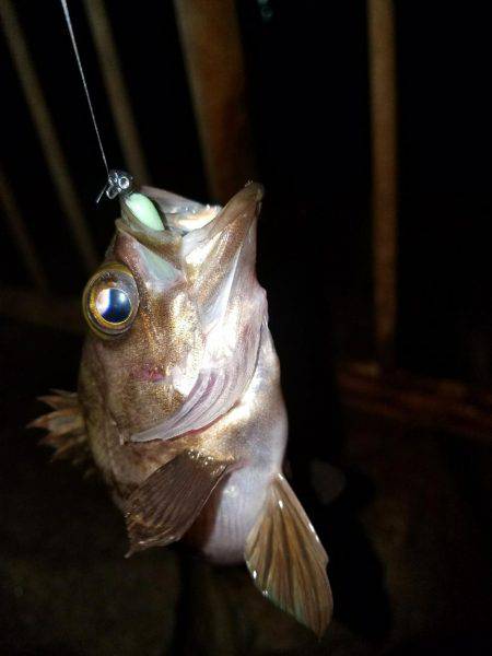 久しぶりのメバリング