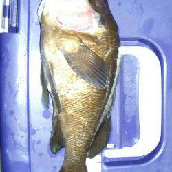 尺メバルチャレンジ失敗