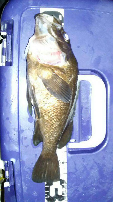 尺メバルチャレンジ失敗