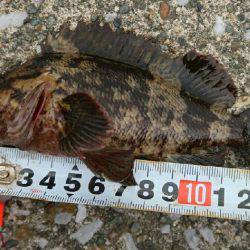 福浦岸壁でブラクリ穴釣り