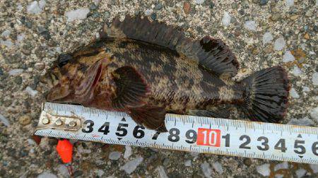 福浦岸壁でブラクリ穴釣り