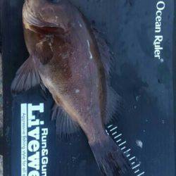 悶絶メバリング