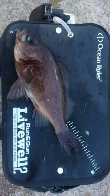 悶絶メバリング