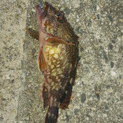 メバルとガシラ