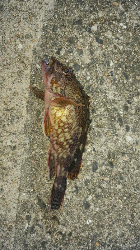 メバルとガシラ