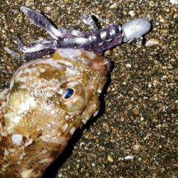 今宵ものっ込みチヌをもとめて！