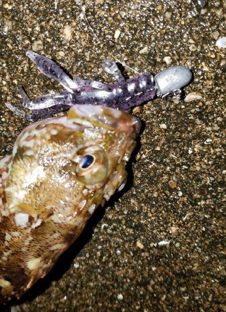 今宵ものっ込みチヌをもとめて！