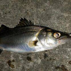 バチシー開催??