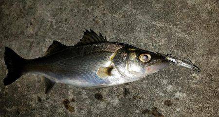 バチシー開催？？