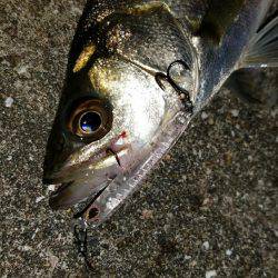 バチシー開幕か？