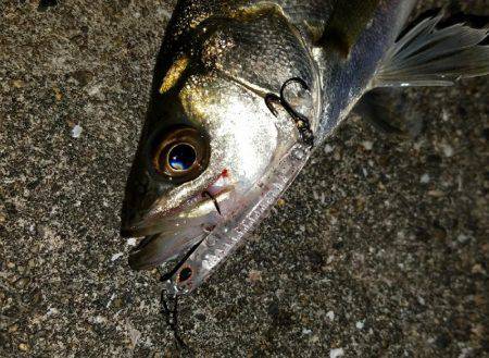 バチシー開幕か？