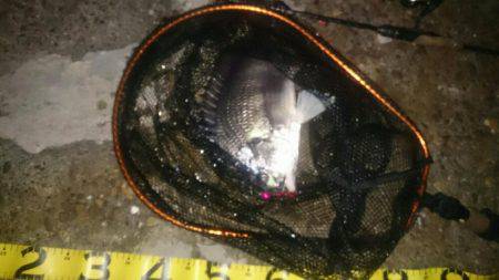 久びさのチニング♪