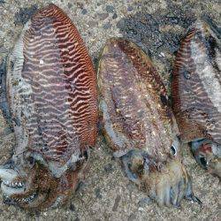 癒しのコウちゃん