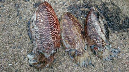 癒しのコウちゃん