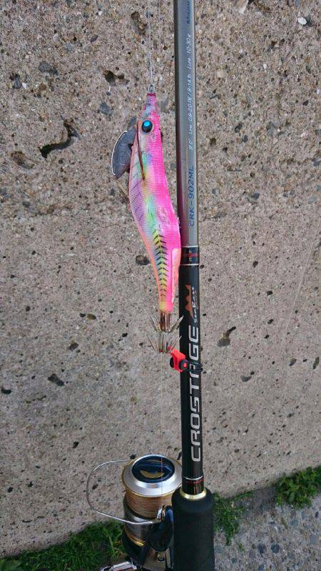 癒し系、コウちゃん