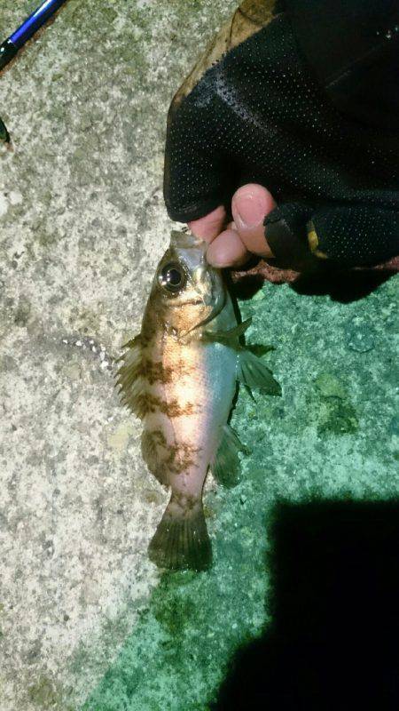 マッチザベイト！