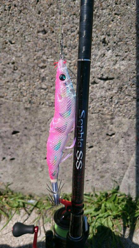 アオリはまだ？